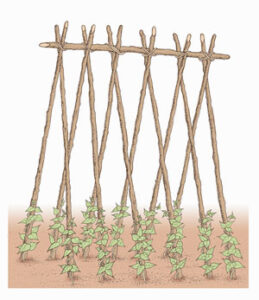 Pole Beans: A Journey to the Top Image